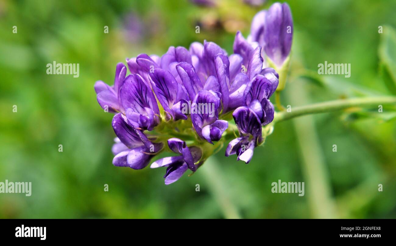 Primo piano del fiore viola su una pianta di erba medica che cresce in un campo. Foto Stock