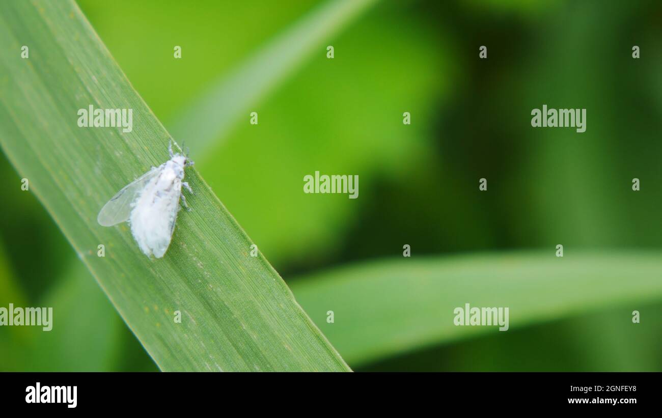 Primo piano di una soffice fata bianca volare afide poggiando su una lama di erba in un campo. Foto Stock