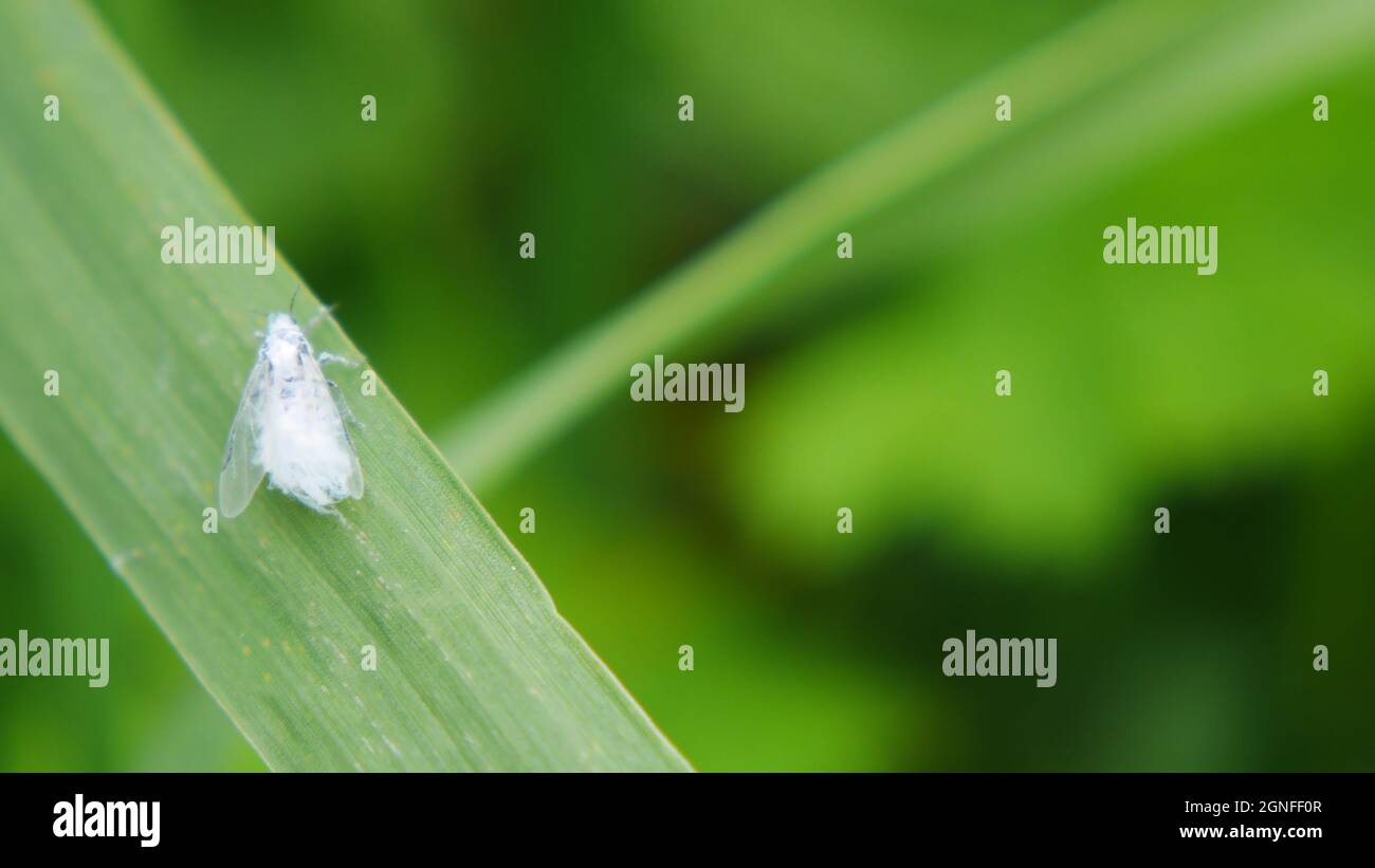 Primo piano di una soffice fata bianca volare afide poggiando su una lama di erba in un campo. Foto Stock