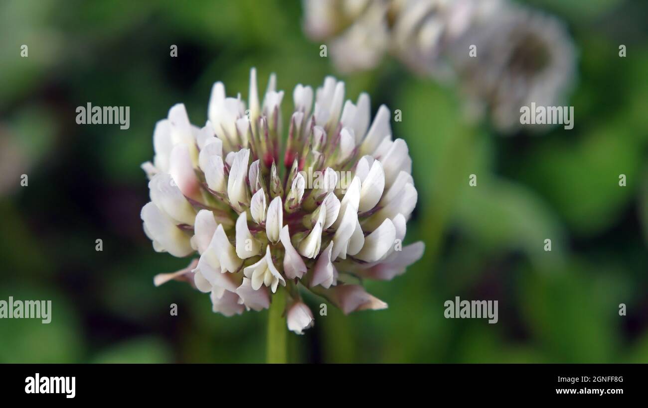 Primo piano del fiore bianco su una pianta di trifoglio che cresce in un campo. Foto Stock