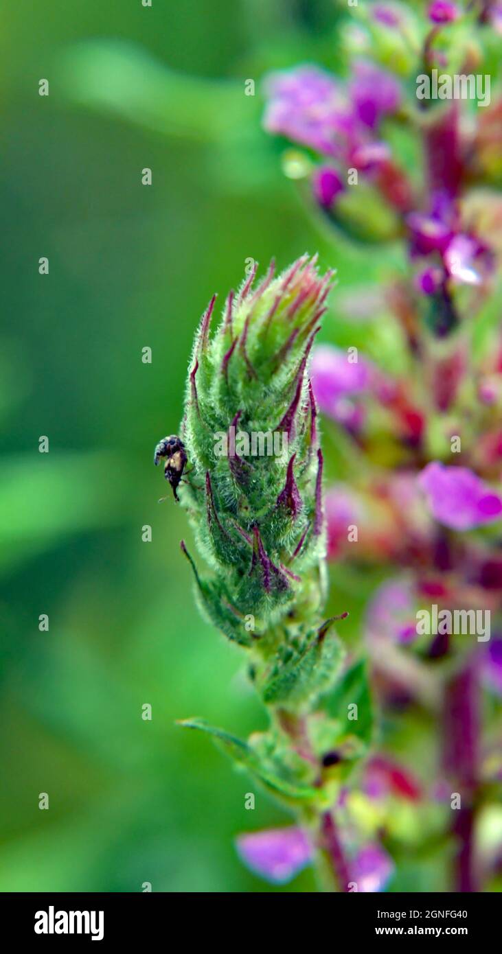 Primo piano di due piccoli coleotteri che si accoppiano sui germogli di fiori viola di una pianta di loosestrife con uno sfondo verde sfocato. Foto Stock