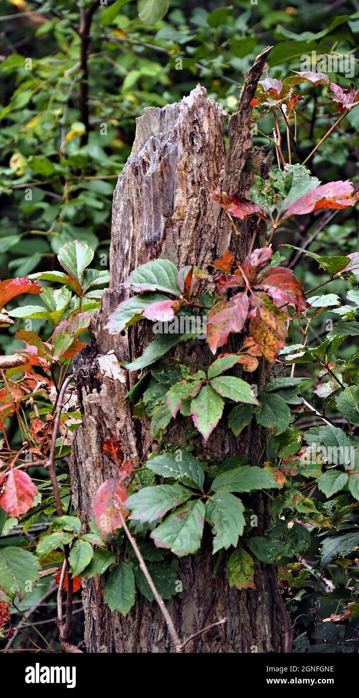OLYMPUS FOTOCAMERA DIGITALE - primo piano di una pianta del superriduttore woodbine che cambia i colori per l'autunno che cresce su un albero morto nella foresta. Foto Stock