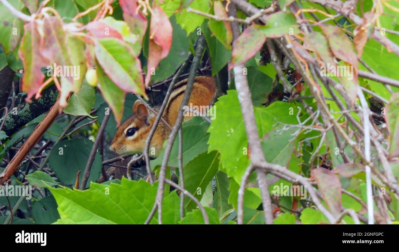 OLYMPUS FOTOCAMERA DIGITALE - primo piano di un chippunk seduto in un albero foraging per il cibo nella foresta. Foto Stock