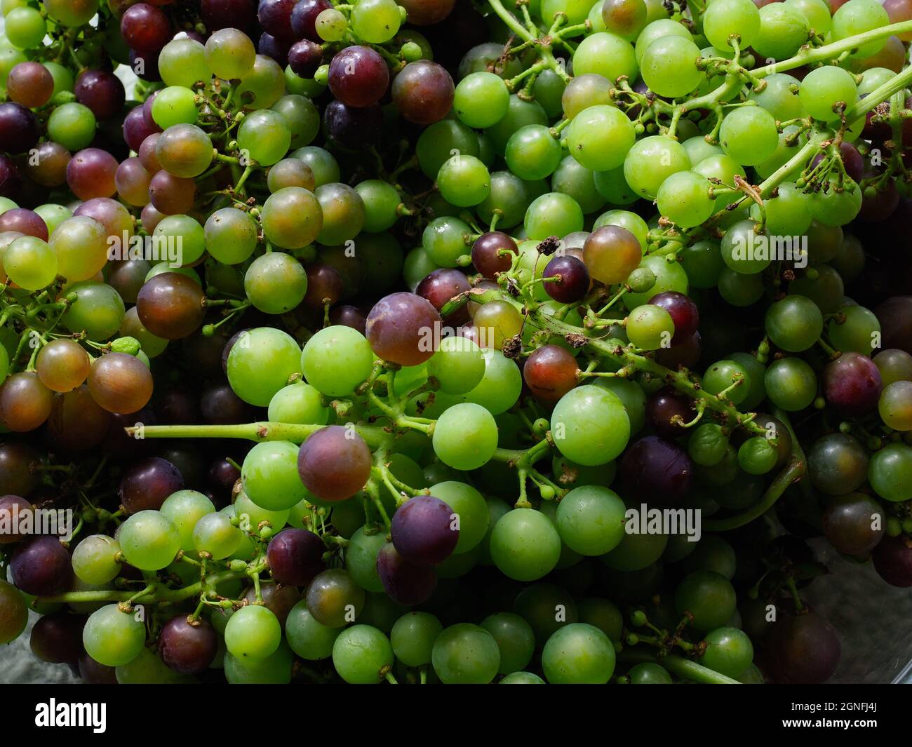 Primo piano di uve miste su gambi Foto Stock