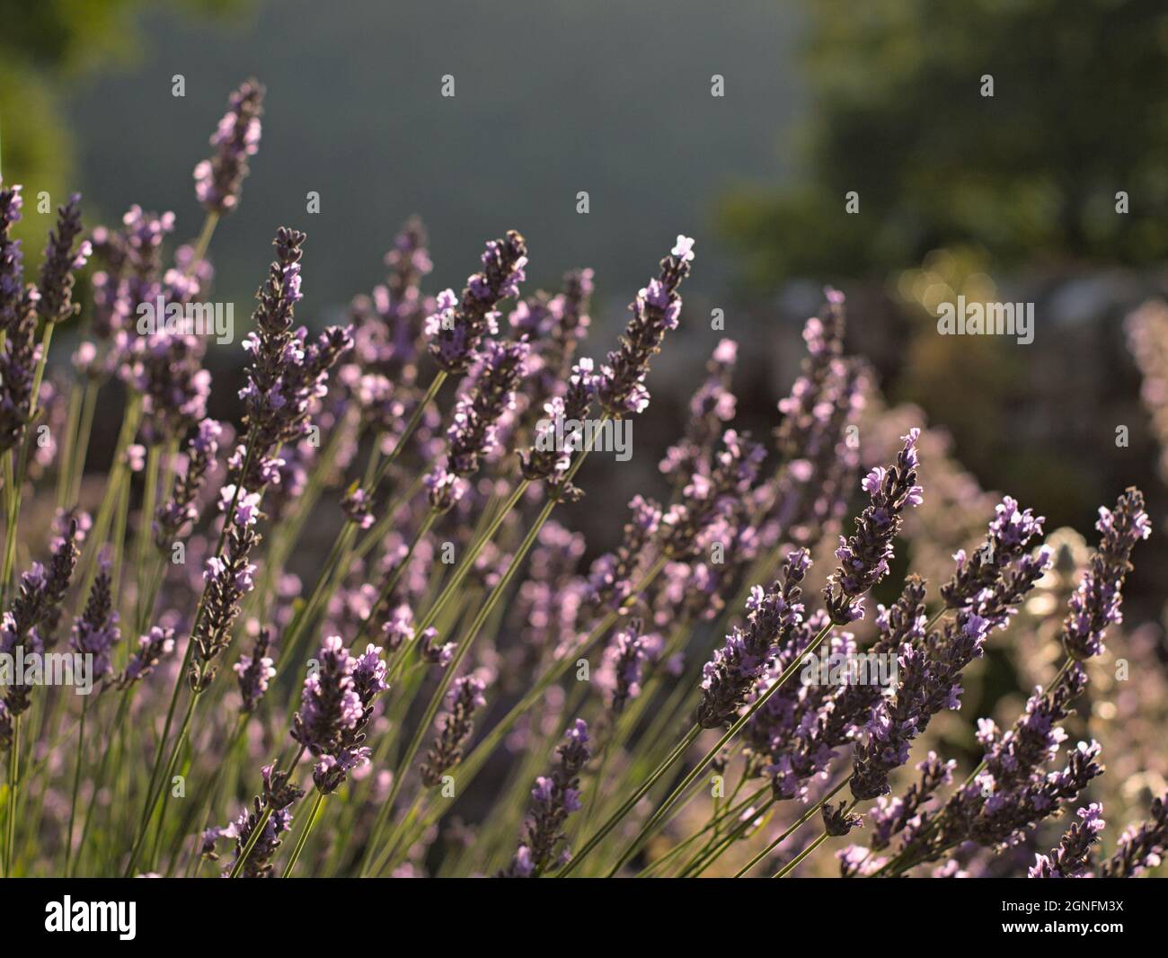 Vecchia pianta di lavanda immagini e fotografie stock ad alta risoluzione -  Alamy