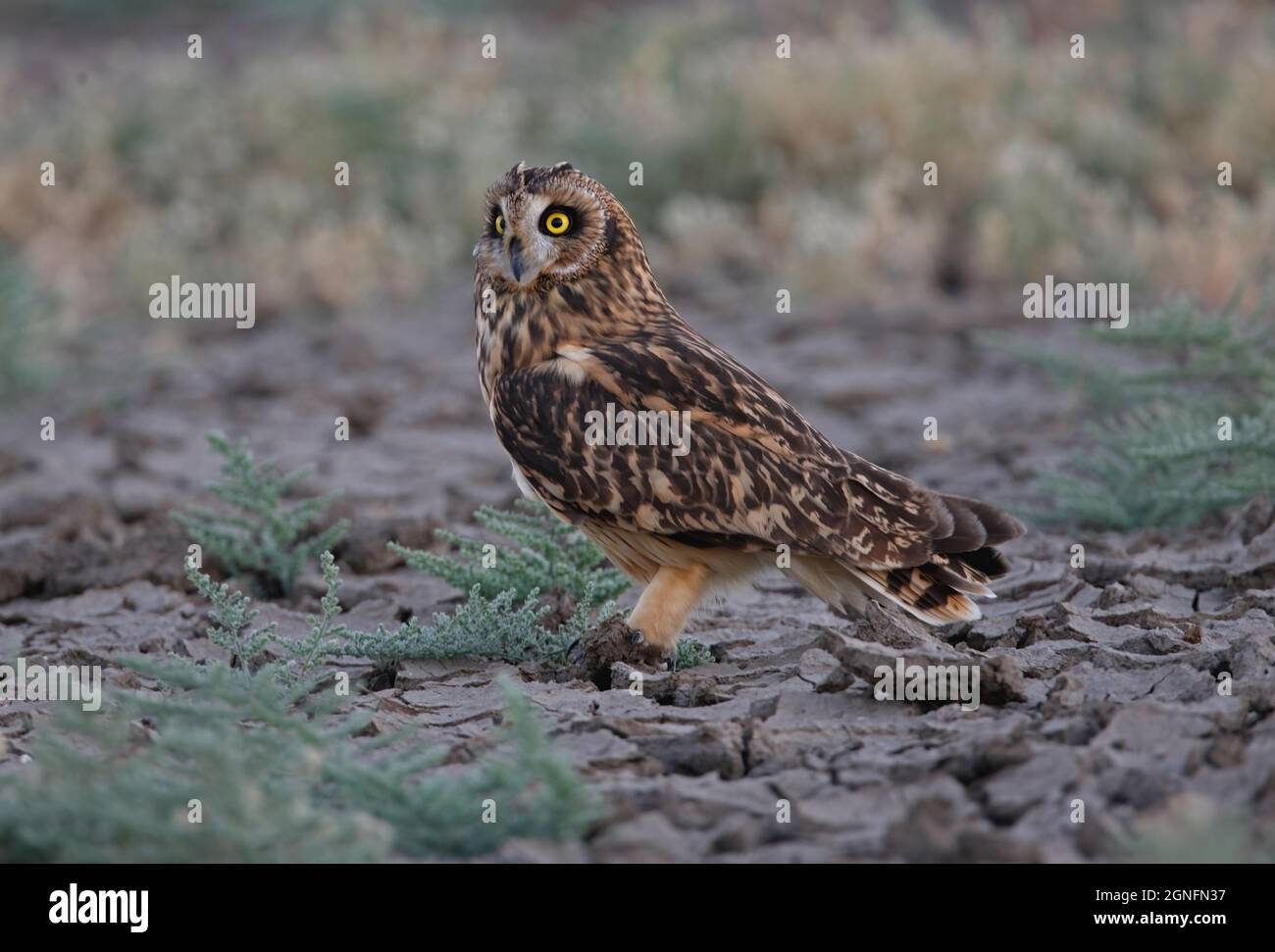 Owl dalle orecchie corte (Asio flammeus flammeus) adulto su piatto di sale secco nella piccola Rann di sera di Kachchh, Gujarat, India Novembre Foto Stock