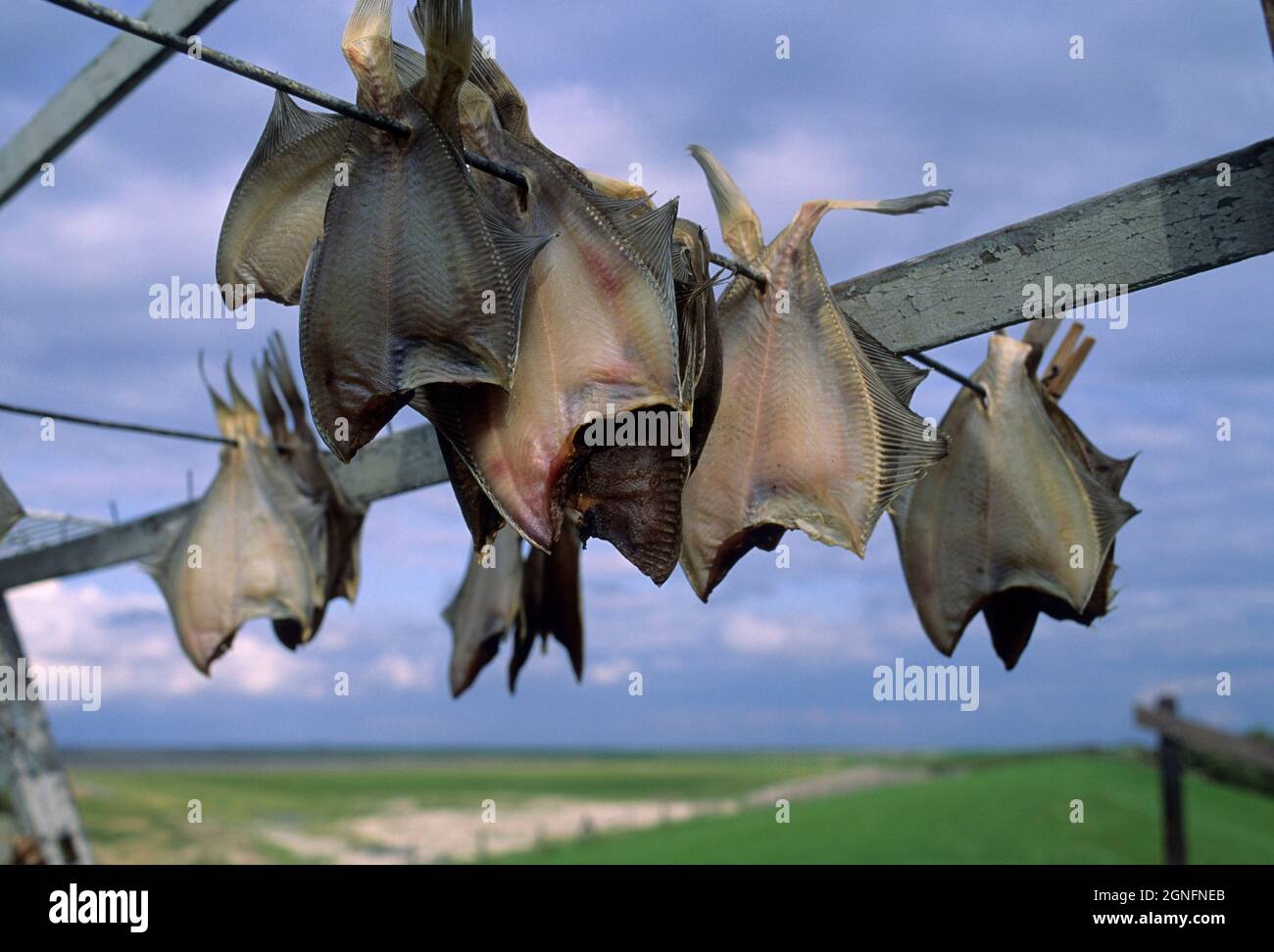 OLANDA, PAESI BASSI, FRISIA, IL MARE DI WADDEN, PESCE SECCO Foto Stock