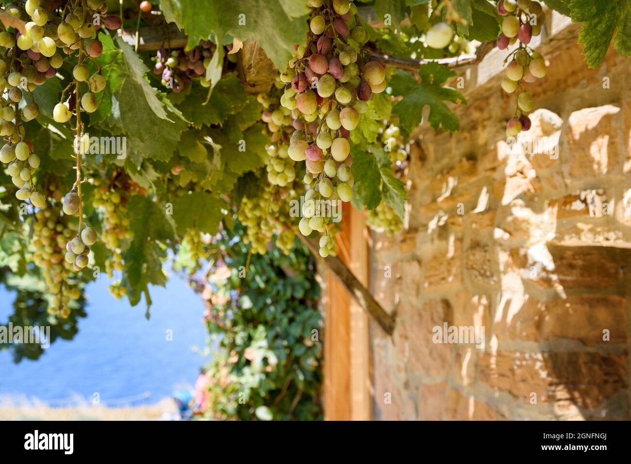 Un albero con uve rosse e verdi, su un pergolato. Sullo sfondo del muro di pietra della casa. Foto Stock