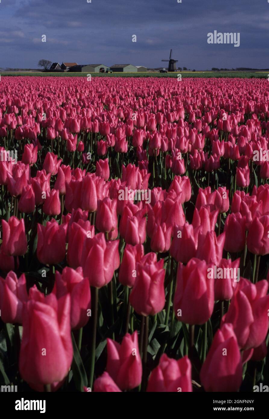 OLANDA, PAESI BASSI, NOORD HOLLAND E ZUID HOLLAND REGION, TULIPFIELDS O BULLFIELDS Foto Stock