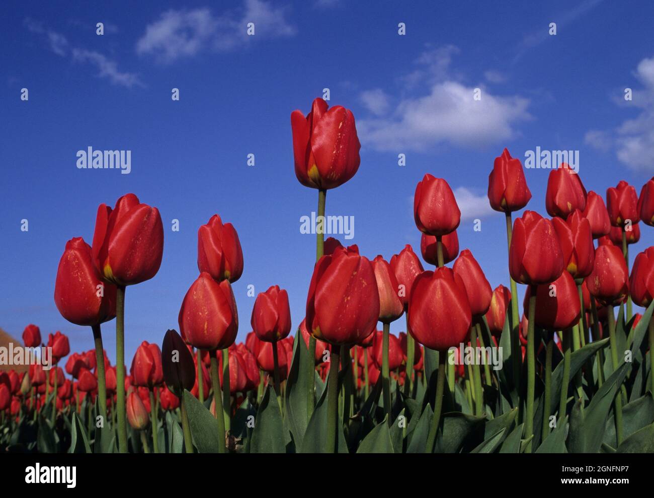 OLANDA, PAESI BASSI, NOORD HOLLAND E ZUID HOLLAND REGION, TULIPFIELDS O BULLFIELDS Foto Stock