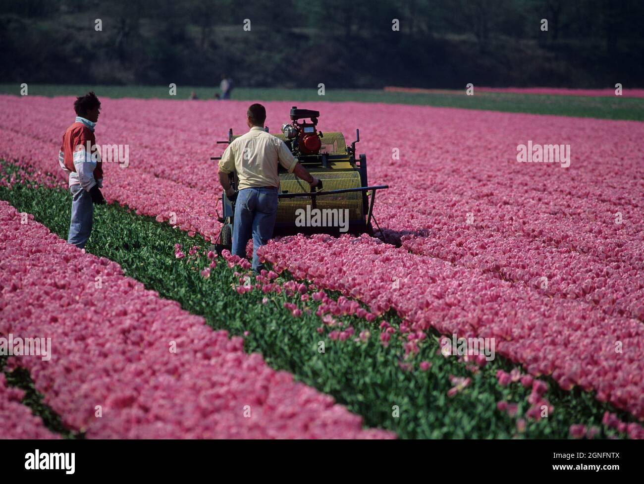 OLANDA, PAESI BASSI, NOORD OLANDA E ZUID OLANDA REGIONE, TULIPFIELDS O BULLFIELDS, AGRICOLTORI TAGLIARE I FIORI DI TULIPANI ORDINE DI CRESCERE I BULBI BFO Foto Stock