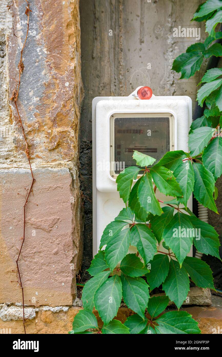 contatore elettrico dietro le foglie di fiore Foto Stock