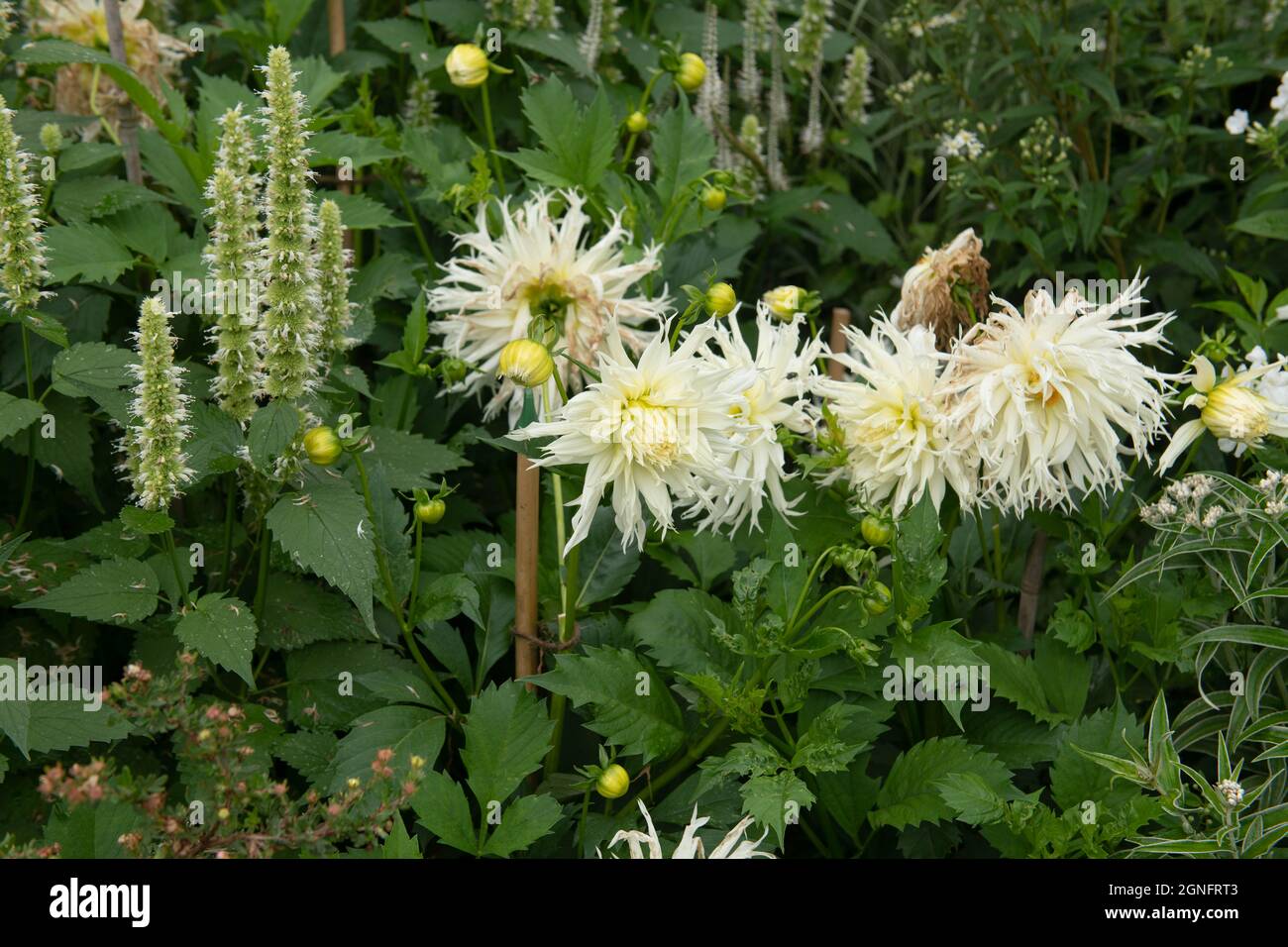 Fioritura estiva fiore bianco frangiato testa su una pianta di Fimbriata Dahlia (Dahlia 'Tsuki-yori-no-shisha') che cresce in un confine erbaceo in un giardino Foto Stock