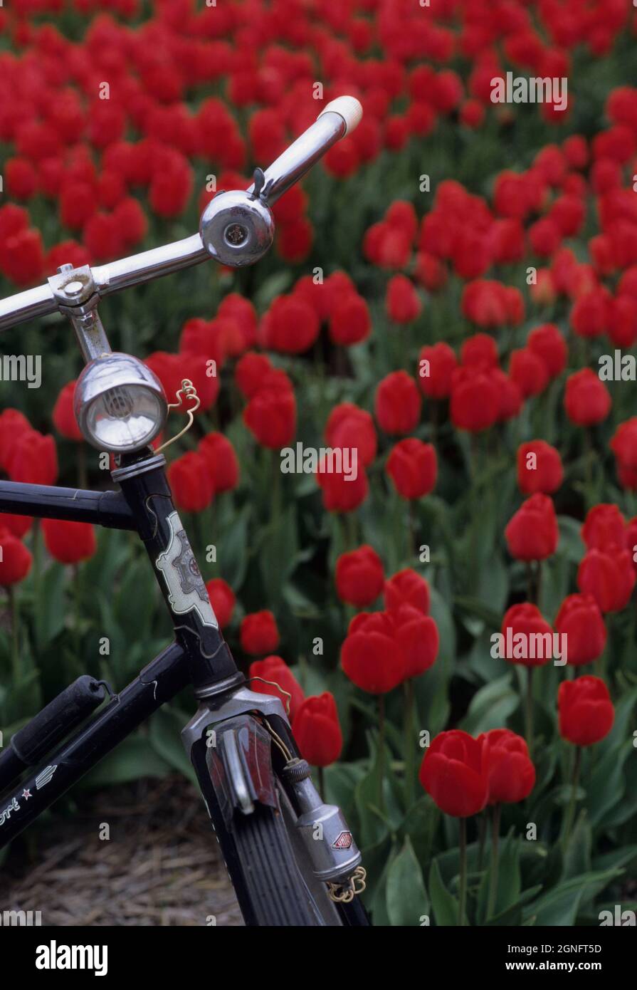 OLANDA, PAESI BASSI, NOORD HOLLAND E ZUID HOLLAND REGION, TULIPFIELDS O BULLFIELDS Foto Stock