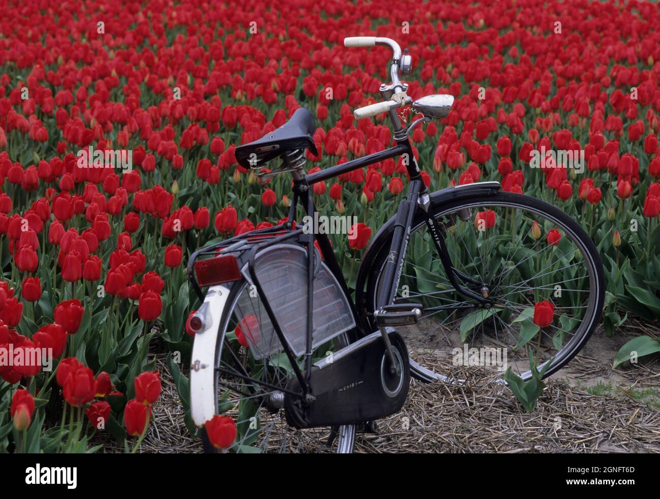 OLANDA, PAESI BASSI, NOORD HOLLAND E ZUID HOLLAND REGION, TULIPFIELDS O BULLFIELDS Foto Stock