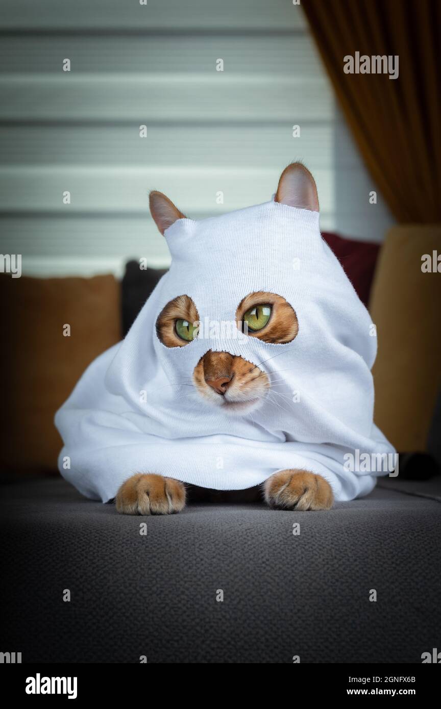 Gatto domestico in un costume fantasma siede su un divano grigio Foto Stock