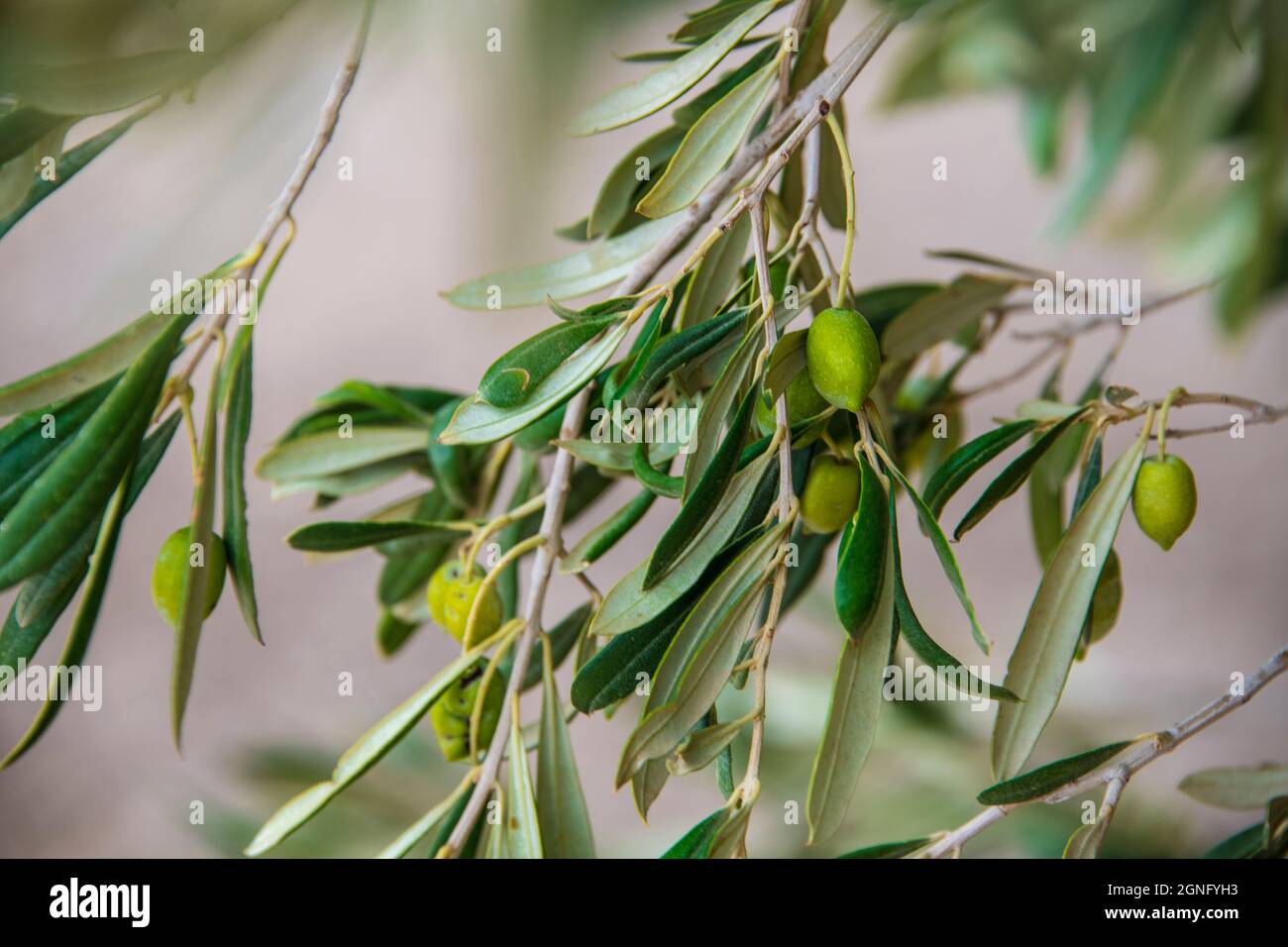 Vicino vista di olive verdi non rifilate sull'albero in estate mediterranea Foto Stock