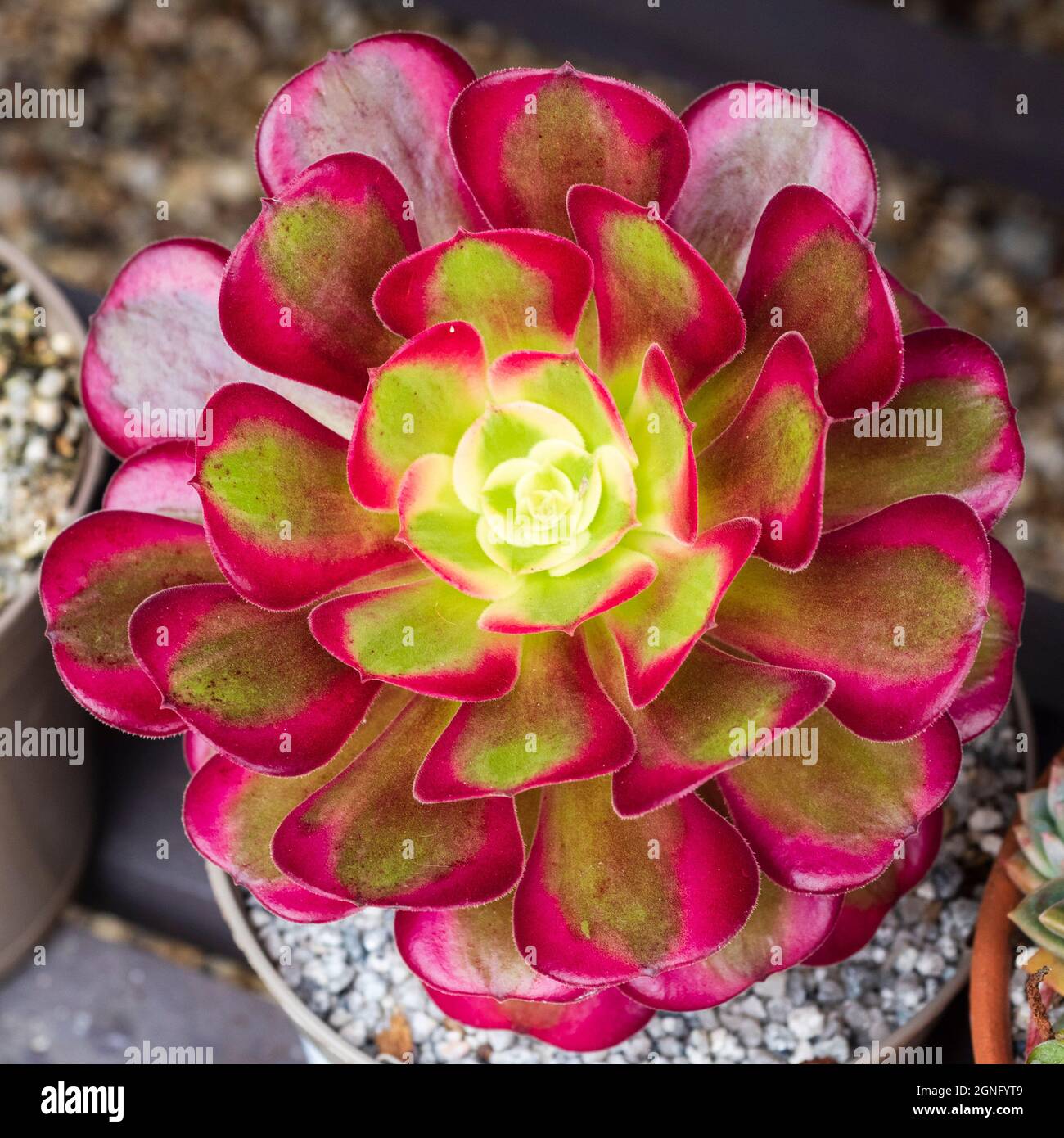 Esotica variegazione rosa, verde e bianca sulla rosetta carnosa della tenera Aeonium 'Medusa' Foto Stock