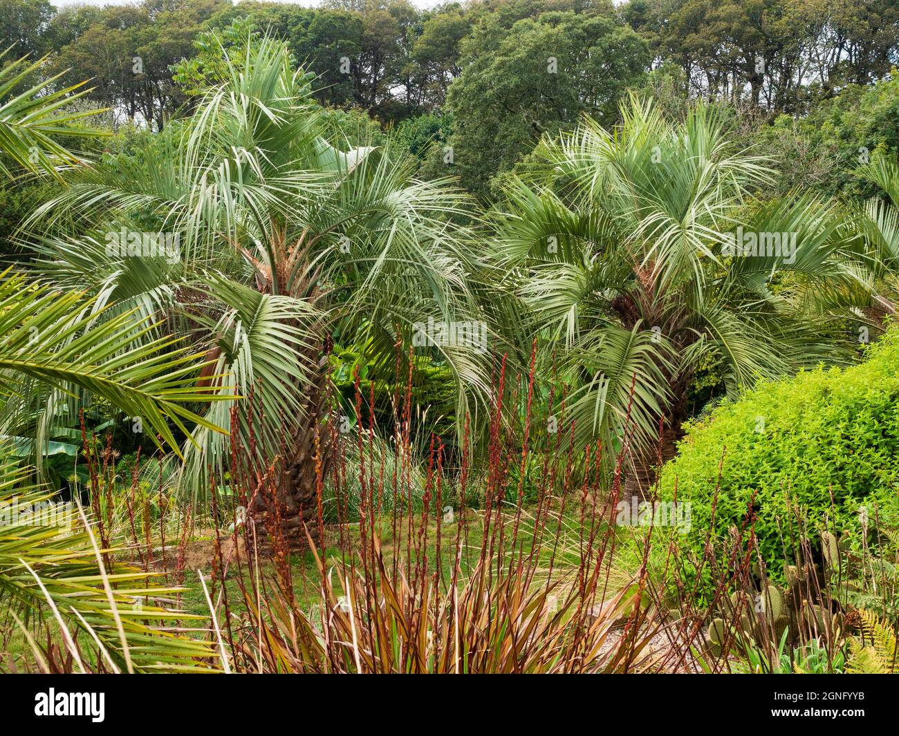 Linea di palme da gelatina argentate, Butia odorata, al Tremenheere Sculpture Park, Cornovaglia, Regno Unito Foto Stock