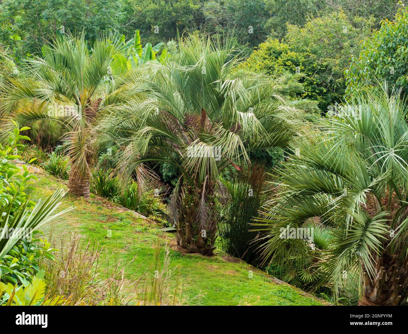 Linea di palme da gelatina argentate, Butia odorata, al Tremenheere Sculpture Park, Cornovaglia, Regno Unito Foto Stock