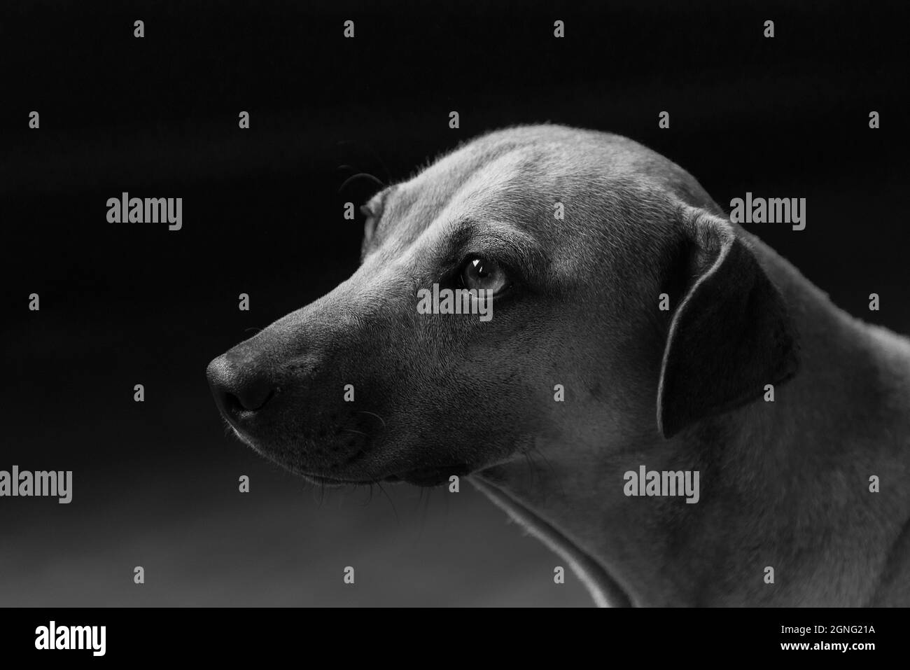 Immagine del profilo di un cane in bianco e nero Foto Stock