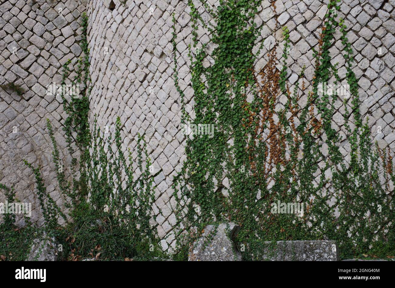Sito archeologico di Altilia: Dettaglio delle pareti reticolate dove vive un'edera verde da arrampicata. Molise, Italia Foto Stock