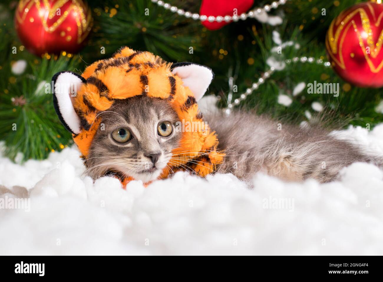 Un gattino in un costume da tigre si prepara per Natale e Capodanno. Foto Stock