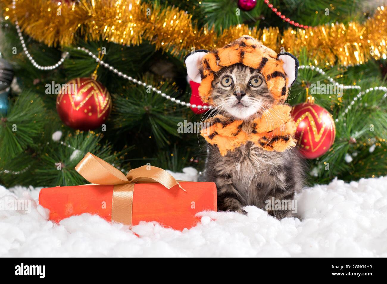 Un gattino in un costume da tigre si prepara per Natale e Capodanno. Foto Stock