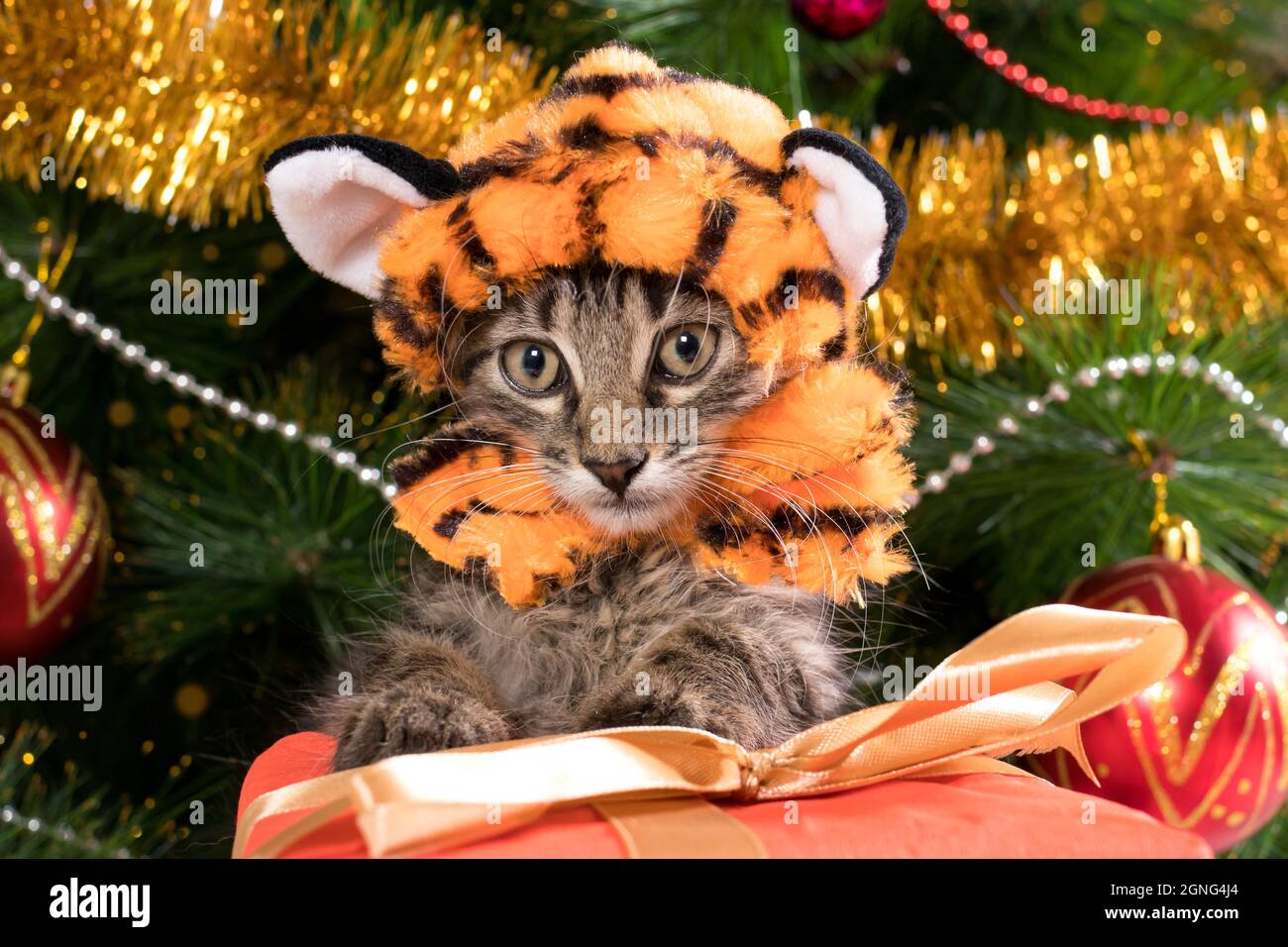 Un gattino in un costume da tigre si siede vicino ad un albero di Natale e guarda verso il basso. Foto Stock