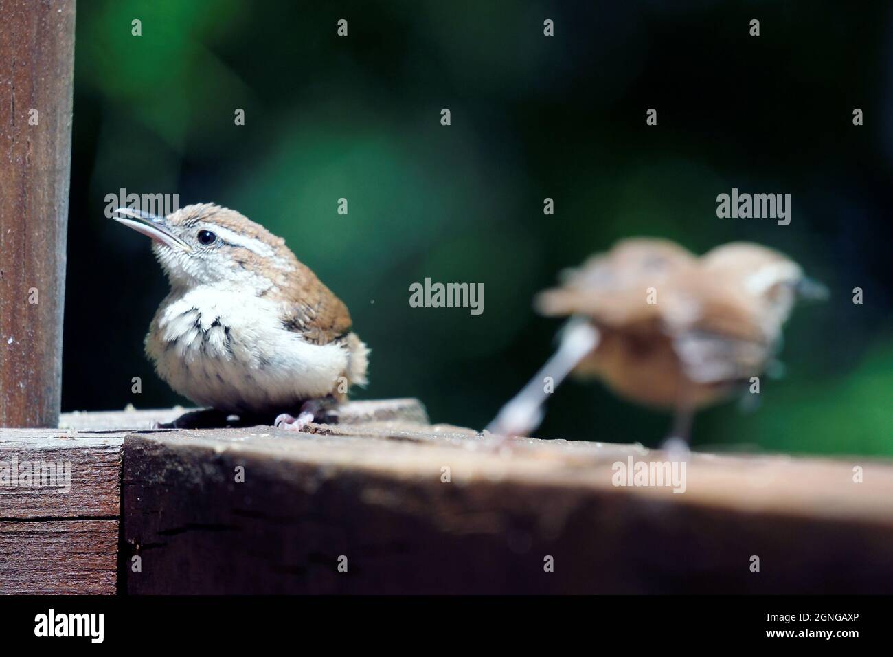 Coppia di Carolina Wren Thryothorus ludovicianus su ringhiera in legno Foto Stock