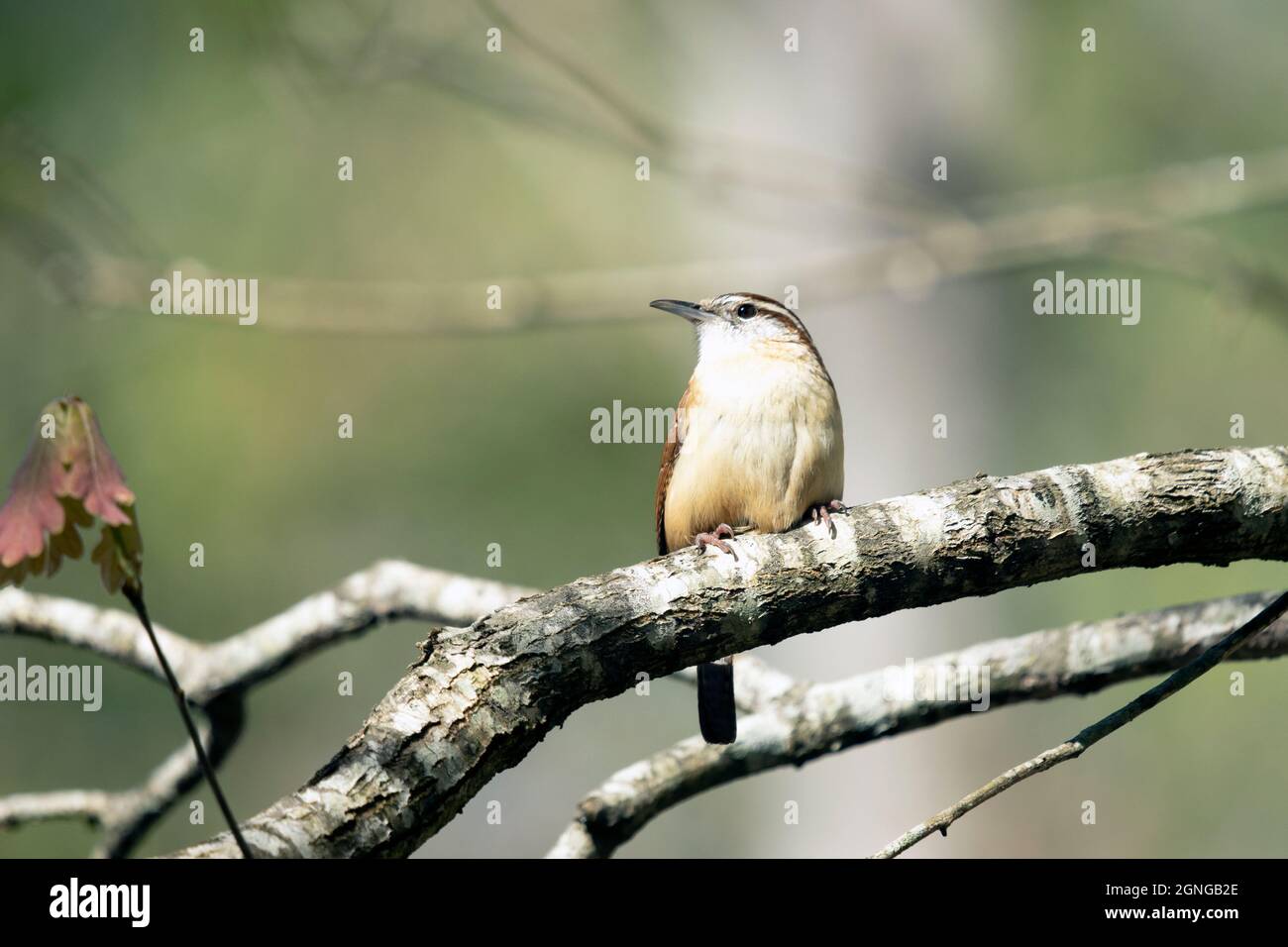 Carolina Wren Thryothorus ludovicianus Foto Stock