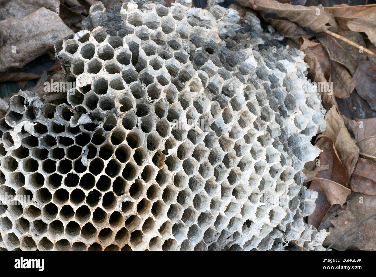 WASP nidificano le camere su asse di legno Foto Stock