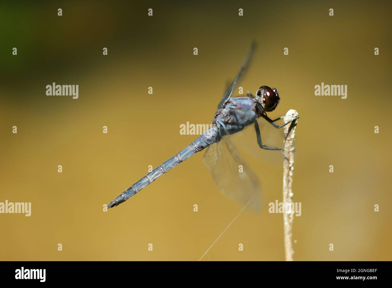 Grande Blue Skimmer Dragonfly Libellula vibrans su ramo di legno al sole Foto Stock