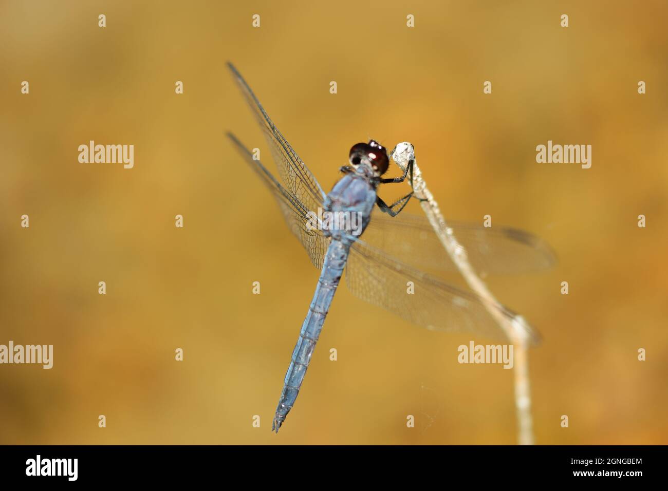 Grande Blue Skimmer Dragonfly Libellula vibrans su ramo di legno al sole Foto Stock