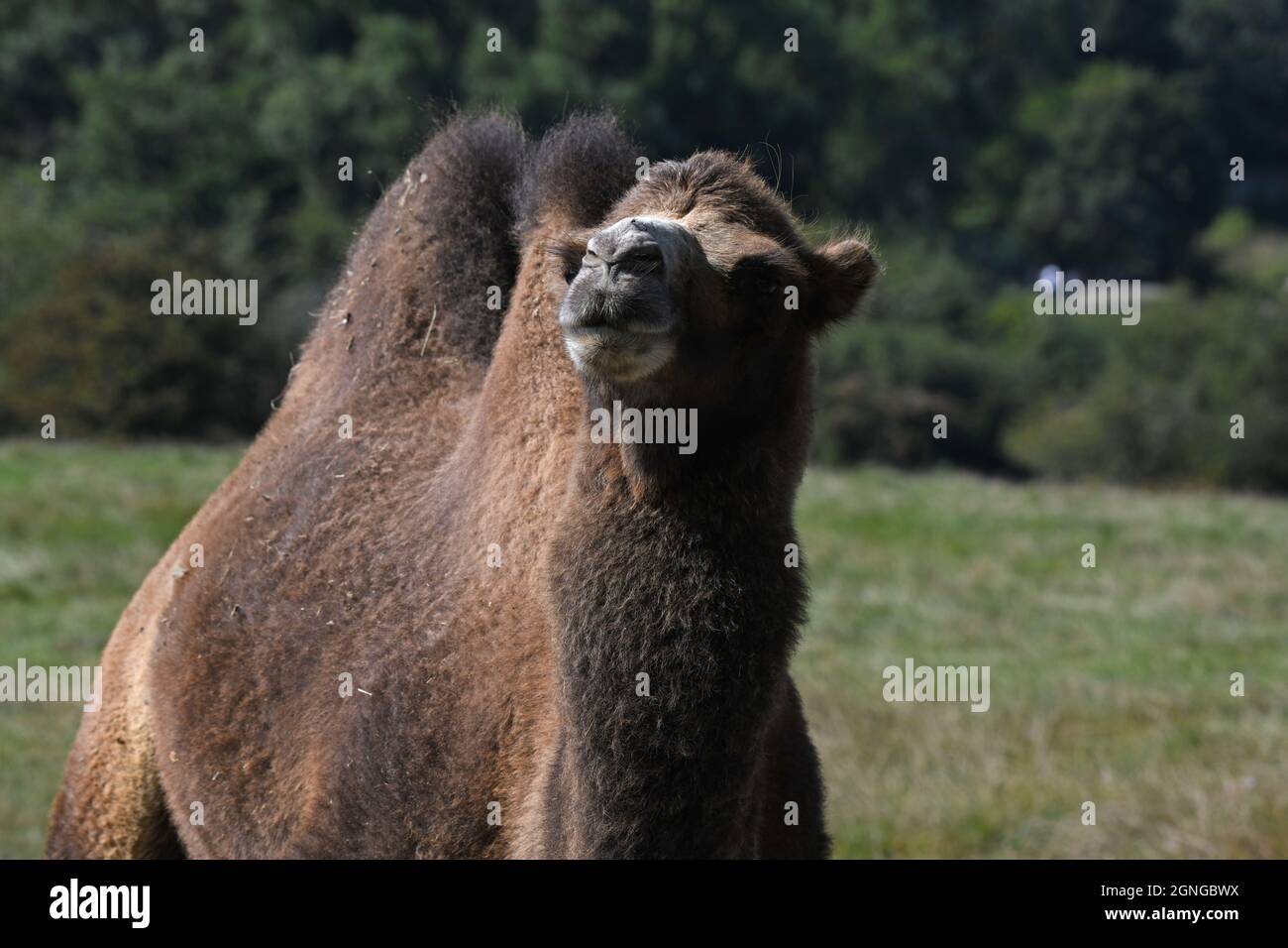 Cammelli alla riserva animale di Port Lympne, Kent Regno Unito Foto Stock