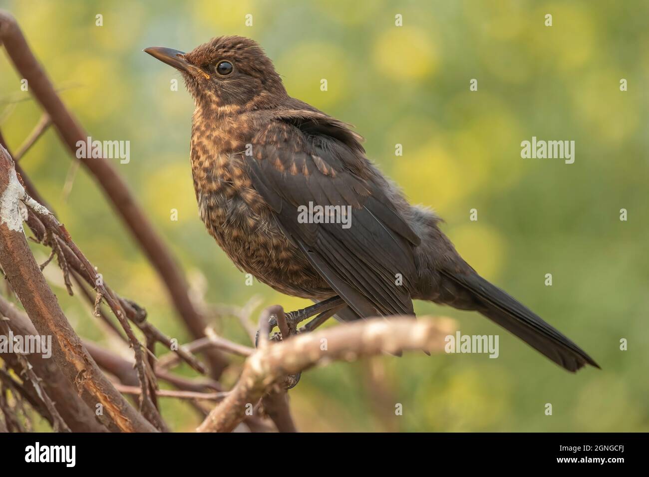 Blackbird bambino arroccato su un ramo in una foresta, da vicino in Scozia in estate Foto Stock