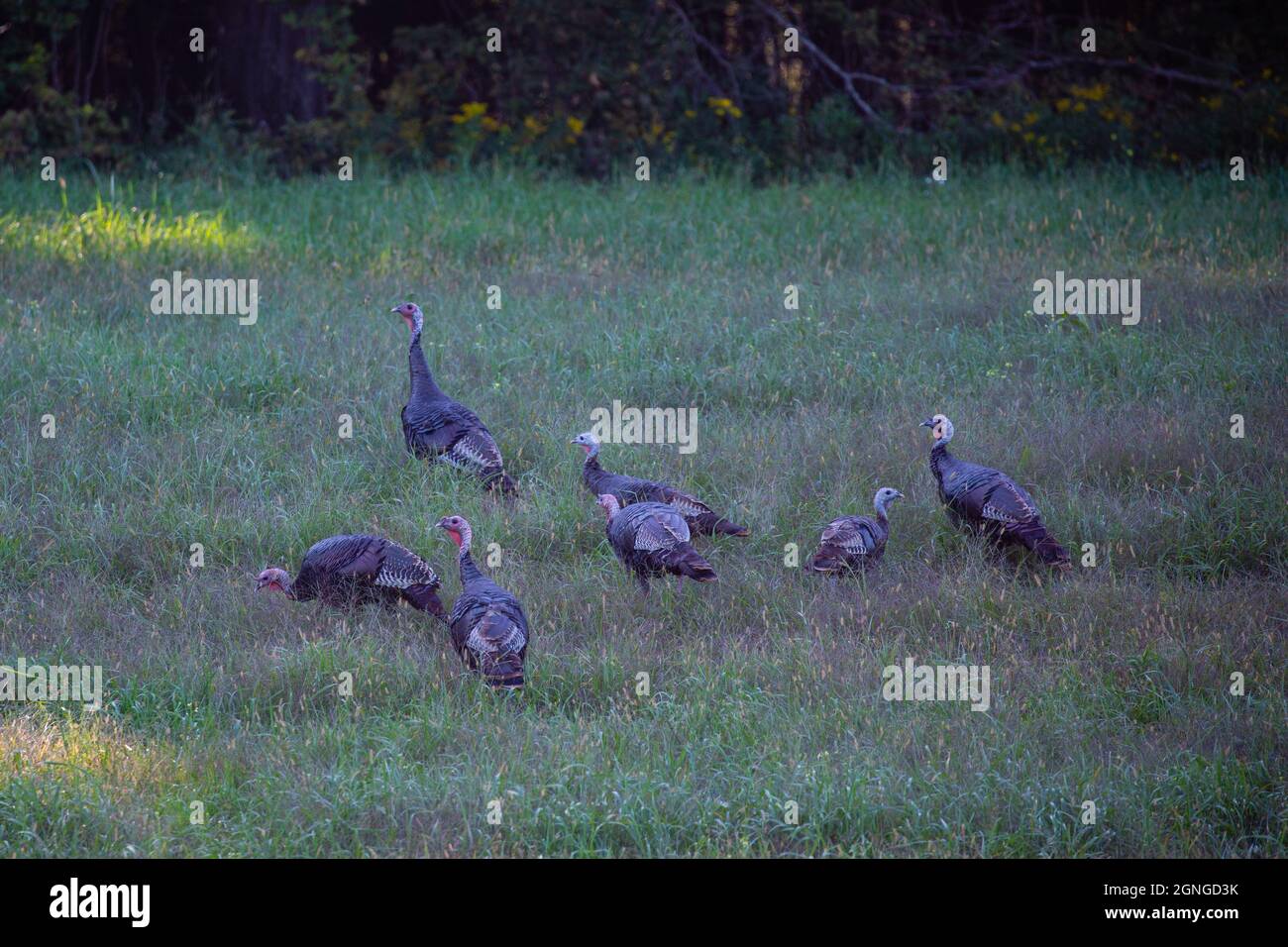 Gregge di tacchini selvatici del Wisconsin (meleagris galopavo) nel mese di settembre, orizzontale Foto Stock