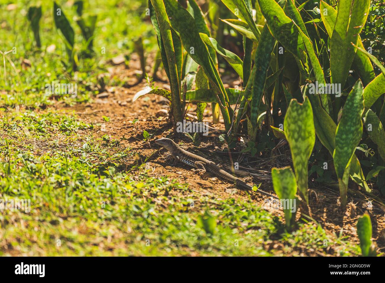 Close shot terreno portoricano Lizard Ameiva Exsul in ombra parziale Foto Stock