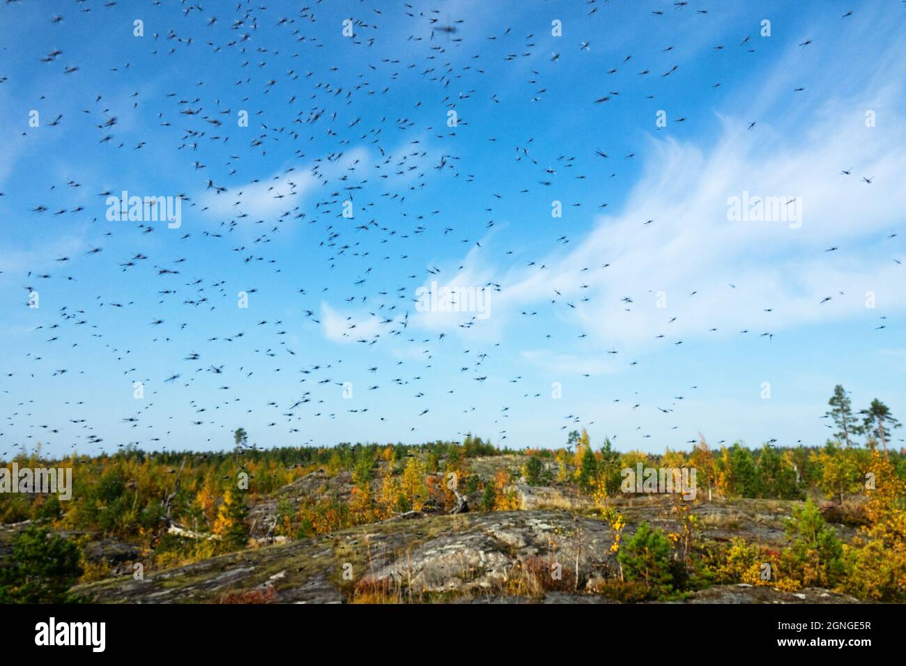 Un numero enorme di zanzare (sciami di zanzare) vivere in montagna tundra bassa cespuglio (foresta-tundra zona) Del nord circumpolare Foto Stock