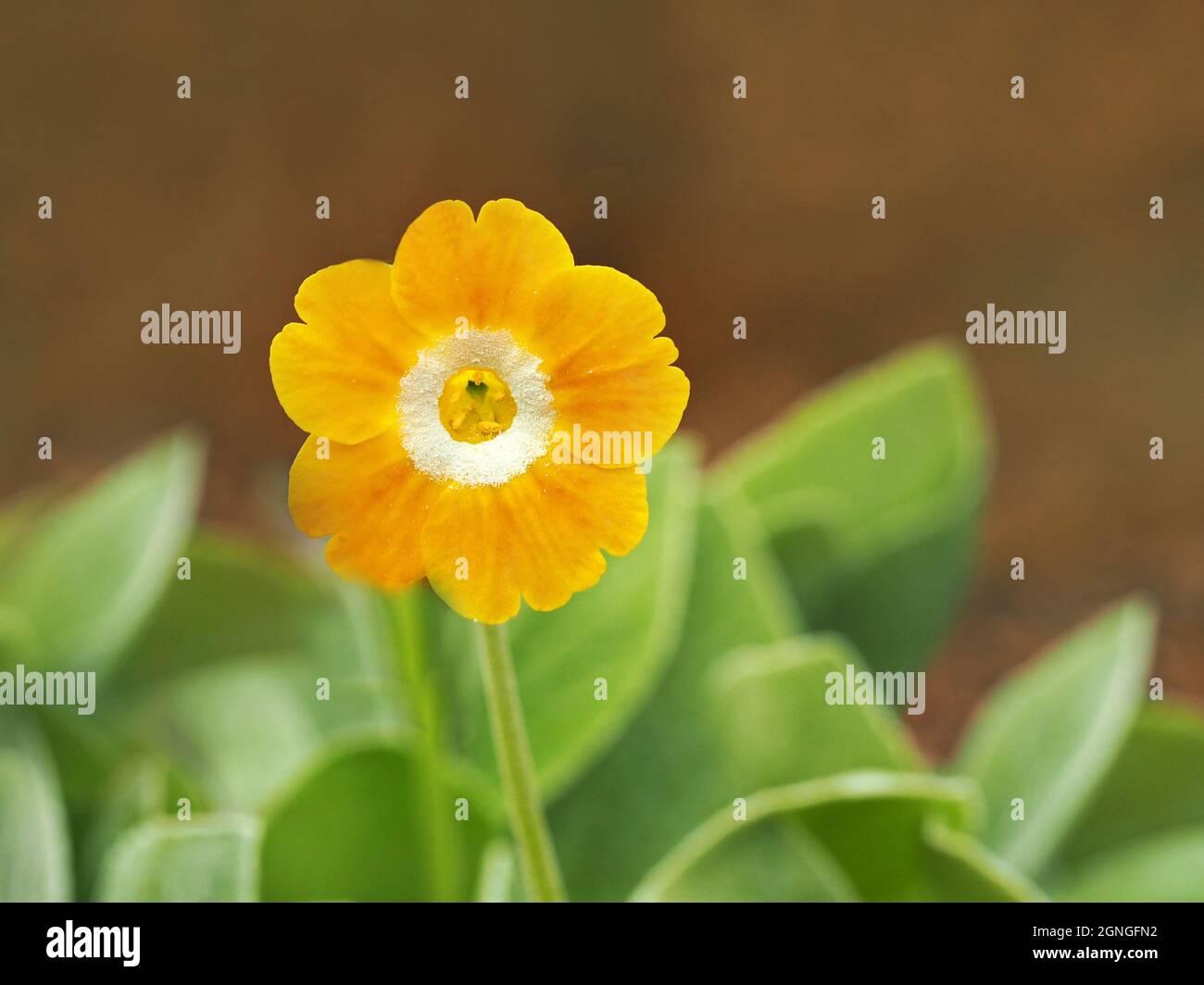 Grazioso piccolo fiore giallo Primula auricula e foglie verdi Foto Stock