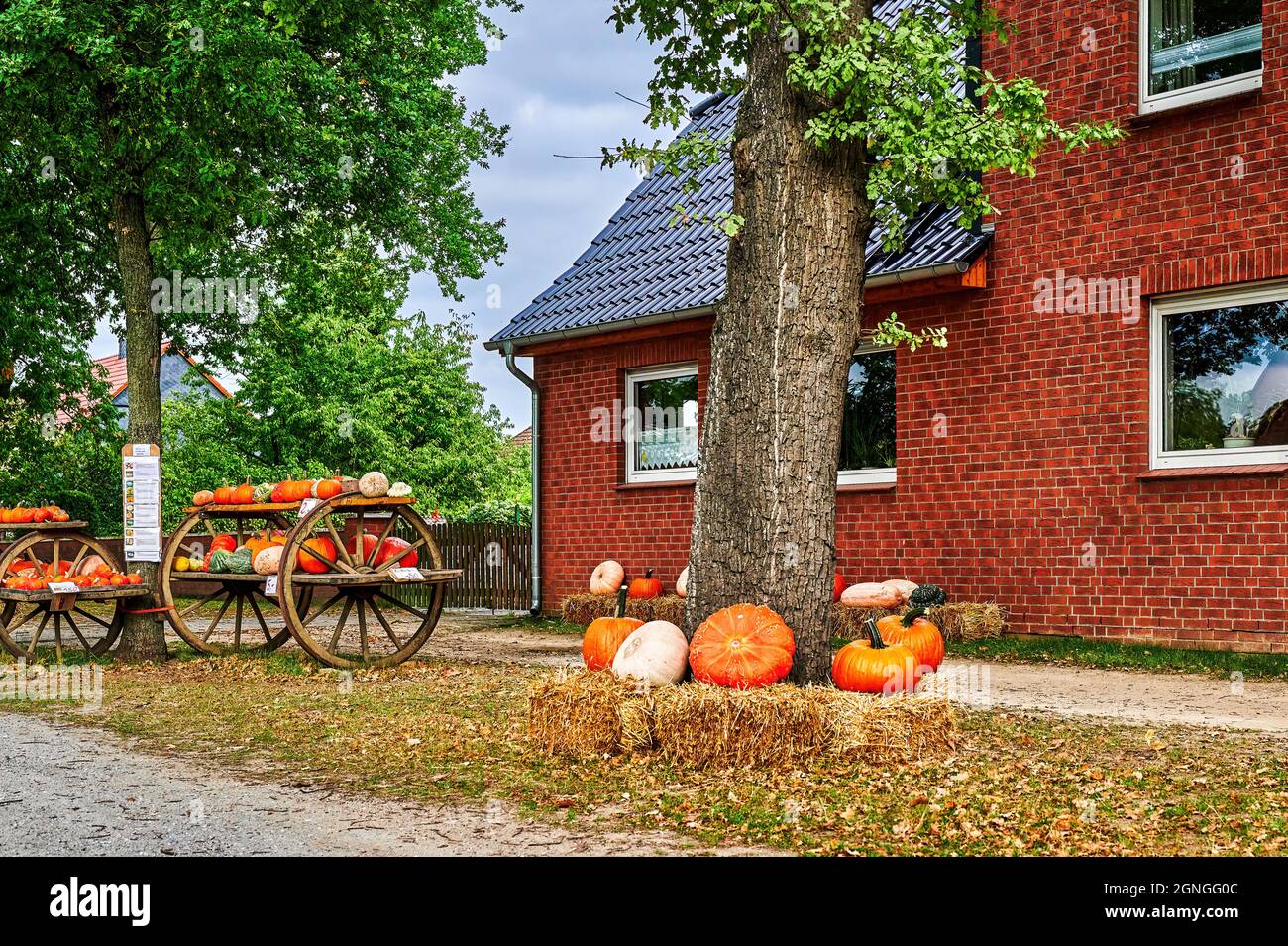 Varie zucche in vendita sul bordo di una strada del villaggio. Foto Stock