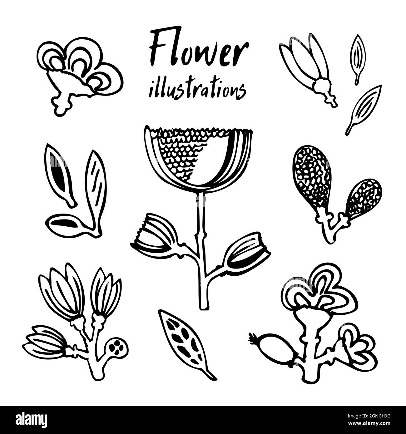 Illustrazioni vettoriali di una fantasia bellissimi fiori e foglie. Set vettoriale. Illustrazione Vettoriale