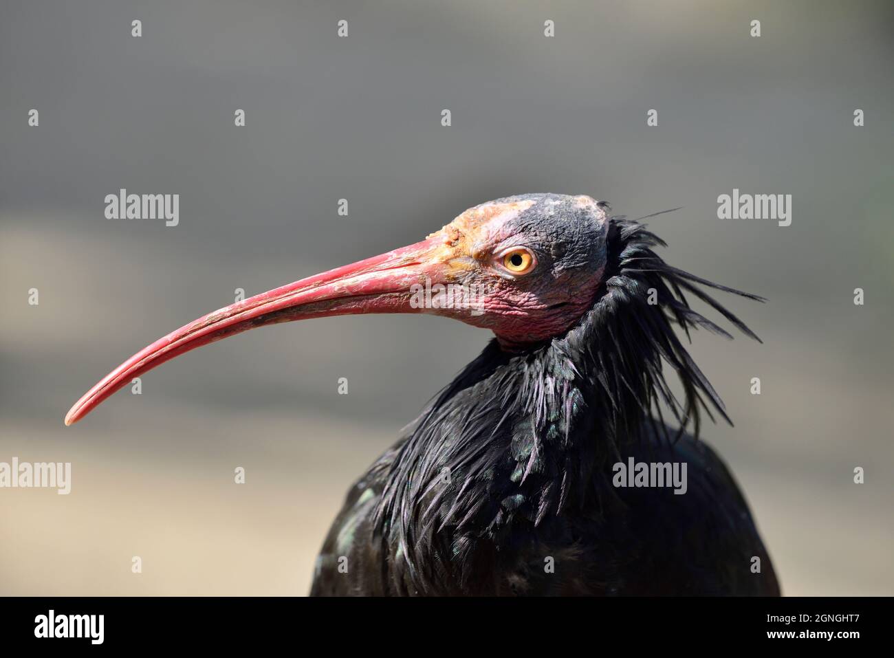 Vienna, Austria. Zoo di Schönbrunn a Vienna. Northern Bald ibis, hermit ibis o Bald ibis (Geronticus eremita) Foto Stock