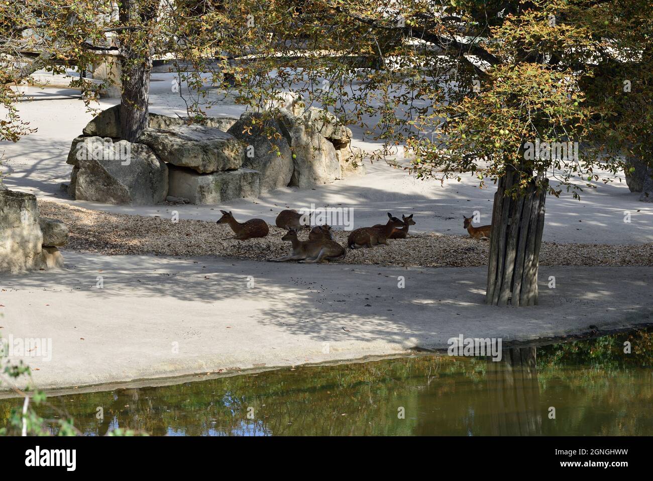 Vienna, Austria. Zoo di Schönbrunn a Vienna. Vietnam sika cervo (Cervus nippon pseudaxis) Foto Stock