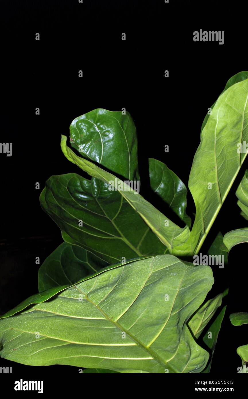Primo piano di Ficus lyrata Foto Stock