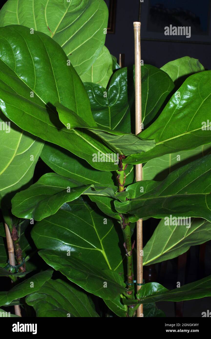 Primo piano di Ficus lyrata Foto Stock
