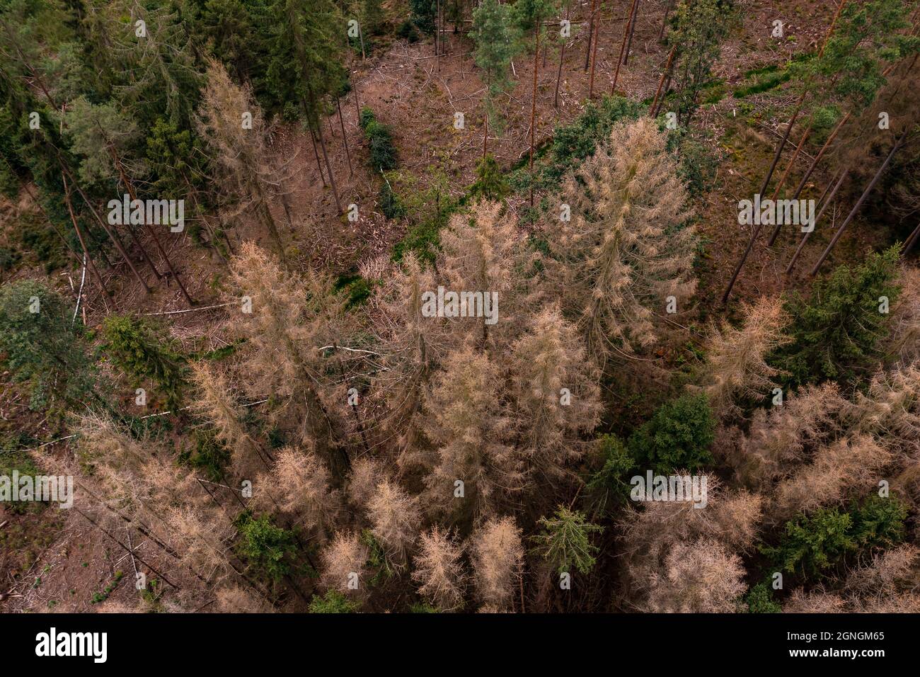 Vista dall'alto degli alberi morti nella foresta tedesca Foto Stock