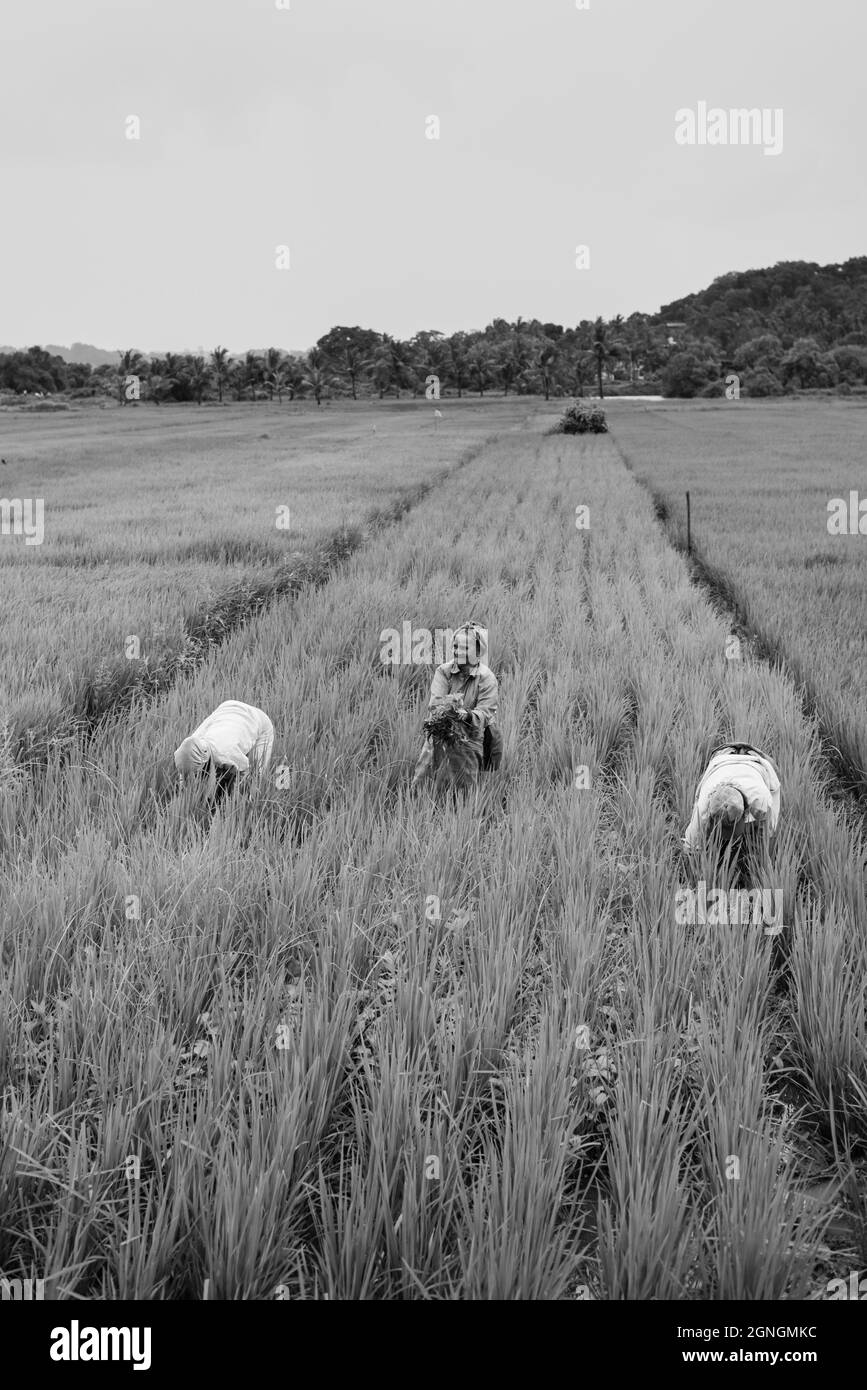 Mapusa Goa India - Agosto 21 2021: Contadini locali che coltivano risaie durante il monsone a Mapusa a Goa, India Foto Stock
