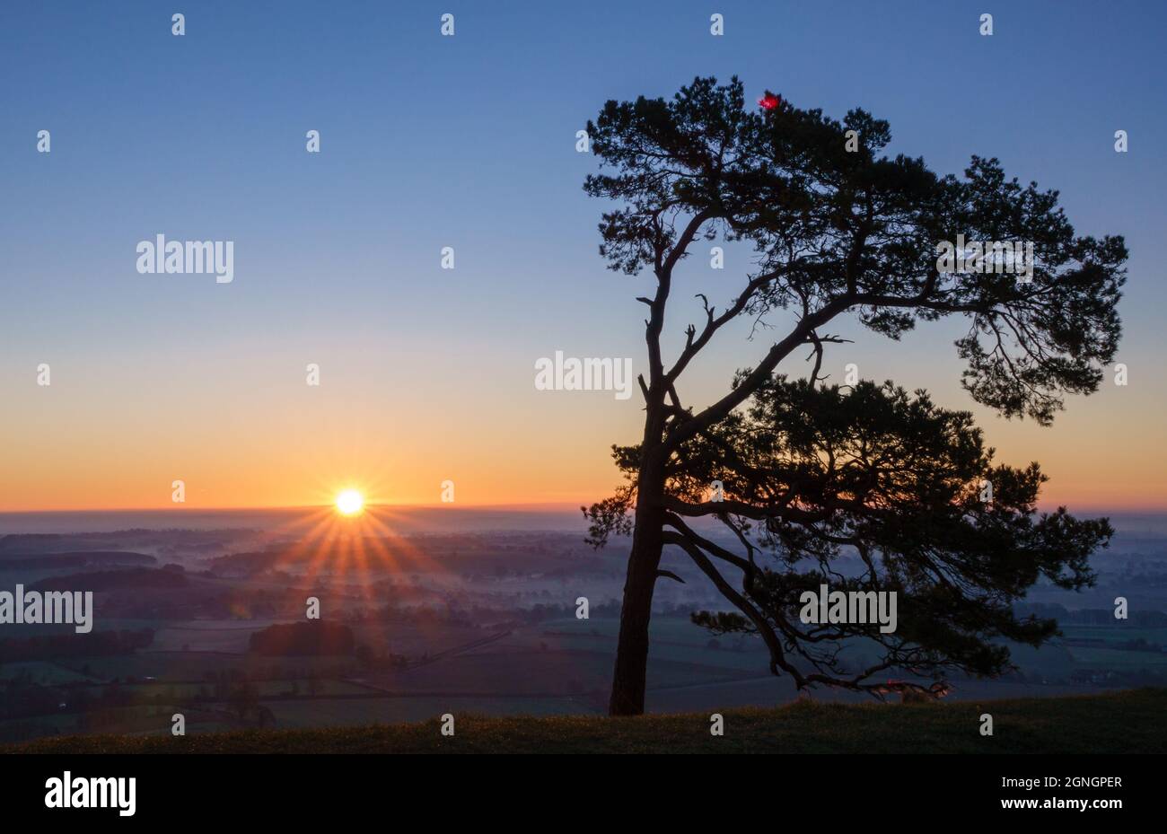 alba all'orizzonte silhouette un pino scozzese solista con valle piena di nebbia sotto nella valle di Pewsey sottostante; Martinsell Hill, Wiltshire, Nord Foto Stock