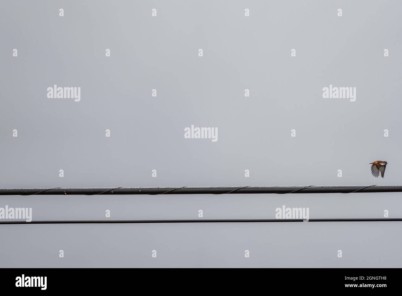 Linee elettriche con uccello che volano fuori di loro Foto Stock